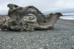 PICTURES/Rialto Beach/t_Artsy Stump2.JPG